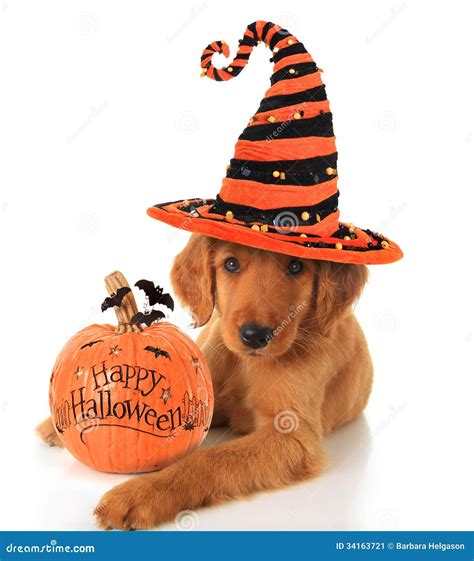 Halloween Puppy Stock Image - Image: 34163721