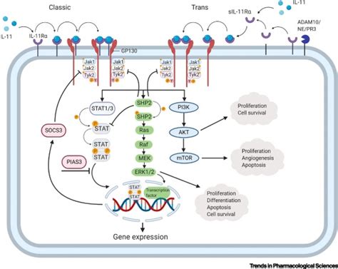 Therapeutic Targeting of IL-11 for Chronic Lung Disease: Trends in Pharmacological Sciences