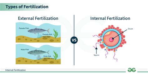 A Comprehensive Guide to Internal Fertilization - GeeksforGeeks