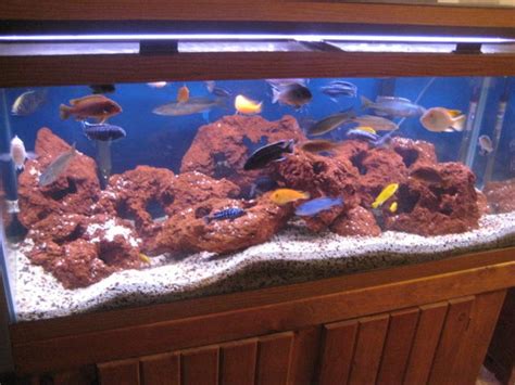 Photo #2 - Club Lava Is A 75 Gallon African Cichlid Aquarium...