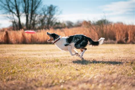 How Can I teach My Dog To Play Frisbee? - Hoomans Hub