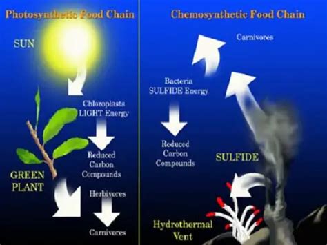 Difference Between Phototrophs and Chemotrophs - KnowsWhy.com