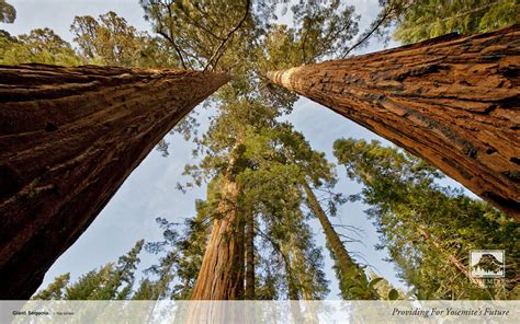 Giant Sequoia — Yosemite Conservancy