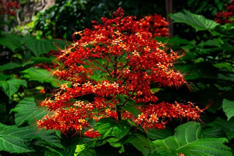 Clerodendrum paniculatum Foto & Bild | fotos, australia, flower Bilder auf fotocommunity