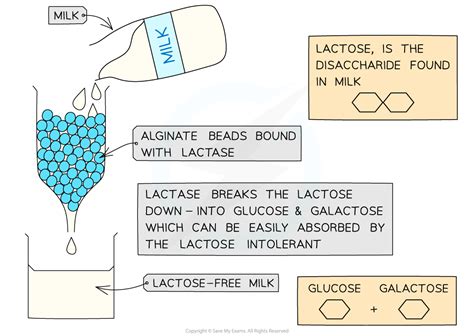 CIE A Level Biology复习笔记3.2.8 Enzyme Activity: Immobilised v Free-翰林国际教育