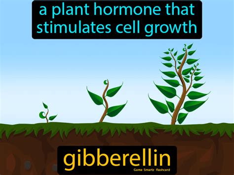 Gibberellin - Easy Science | Hormones, Plants, Stimulation