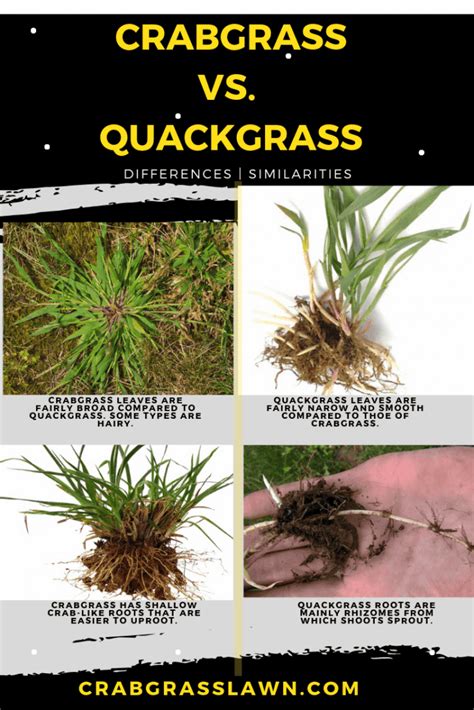 Quackgrass vs Crabgrass: Identification & Differences (With Pictures) | CrabgrassLawn