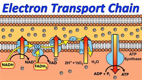 Biology Class 11 NCERT Solutions: Chapter 14 Respiration in Plants Part ...