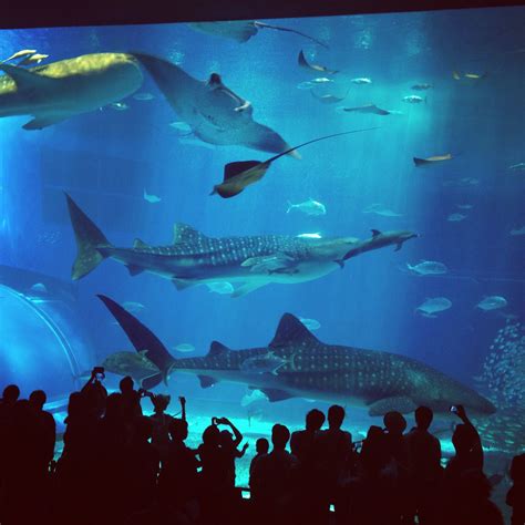 Majestic Wale Sharks at Okinawa Churaumi Aquarium