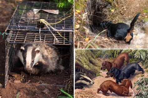 What Is Badger Baiting? - Exposing the Cruelty of Badger Baiting