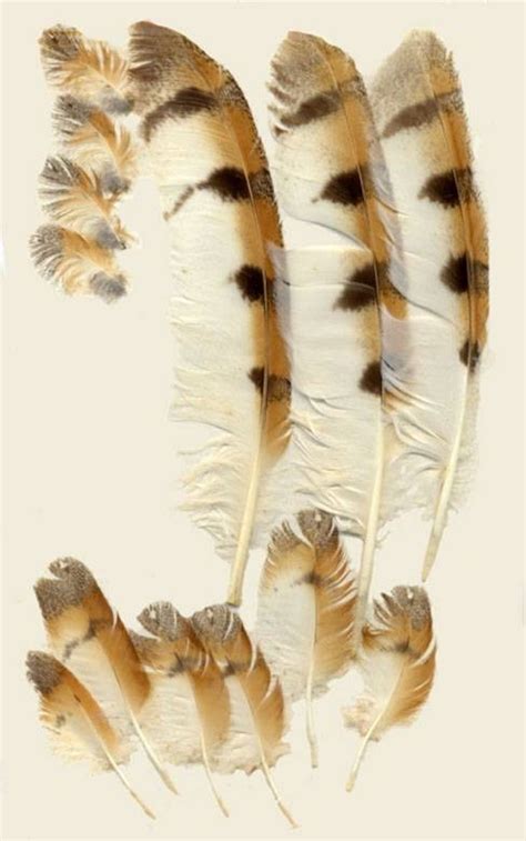 Owl Feathers