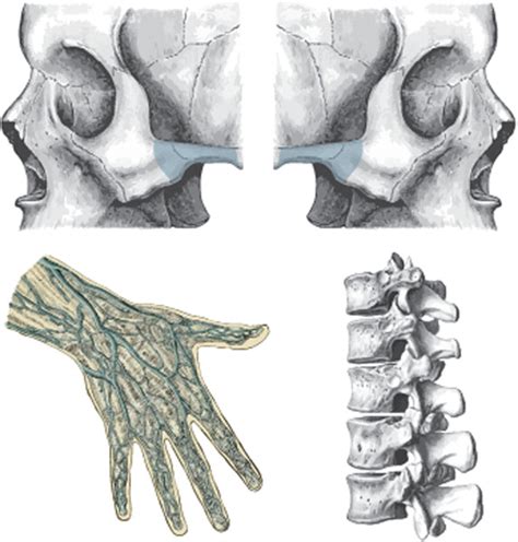 Homology: Journal of Morphology