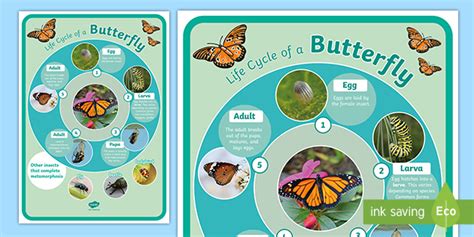 Life Cycle of an Insect KS2 Poster | Minibeast Metamorphosis