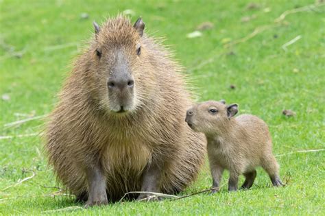 Capybara Quartet Born At Schönbrunn Zoo - ZooBorns