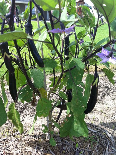 My Japanese eggplant. | Eggplant, Plants, Garden