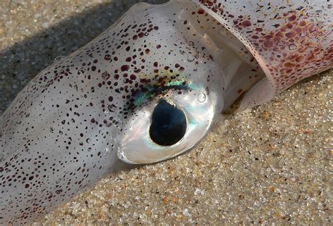 File:Squid eye.jpg - Wikipedia