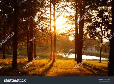 Pine Forest Evening Sunset Stock Photo 594933848 - Shutterstock