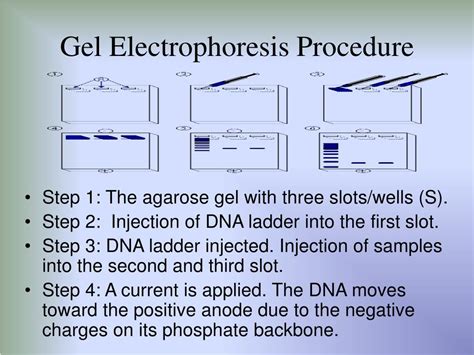 PPT - PCR, Gel Electrophoresis, and Southern Blotting PowerPoint Presentation - ID:7077341