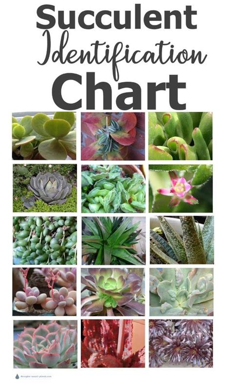 Succulent Identification And Care