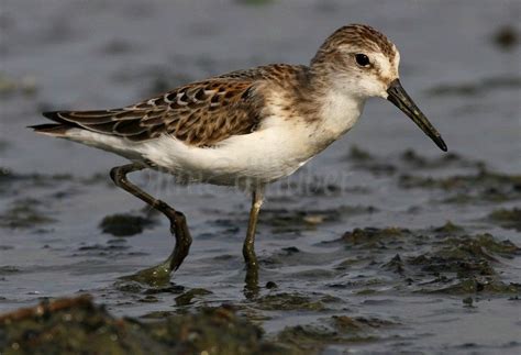 Western Sandpiper - Window to Wildlife - Photography by Jim Edlhuber