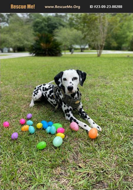 ADOPT 23092300288 ~ Dalmatian Rescue ~ Rincon, GA