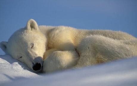 Sleeping polar bears caught on camera