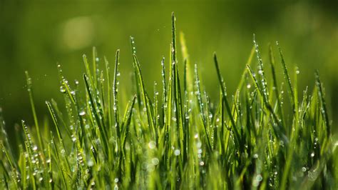 Grass Wallpapers - 4k, HD Grass Backgrounds on WallpaperBat