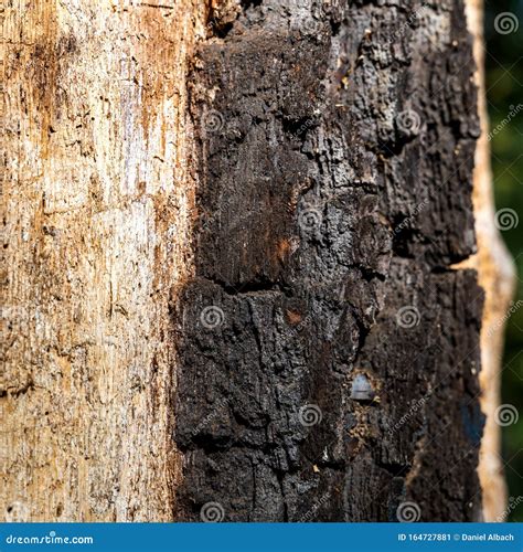 Horse Chestnut Tree Bark Detail from a Dead Tree Trunk Stock Image - Image of effect, organic ...