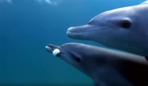 Dolphins Getting High Off Pufferfish Goes Viral - See Video Of Dolphins Stoned From Toxins ...