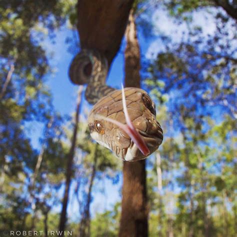 Steve Irwin's 14-Year-Old Son Is An Award-Winning Photographer And Here Are 50 Of His Stunning ...