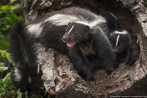 15 Scents That Skunks Hate (and How to Use Them) - Pest Pointers