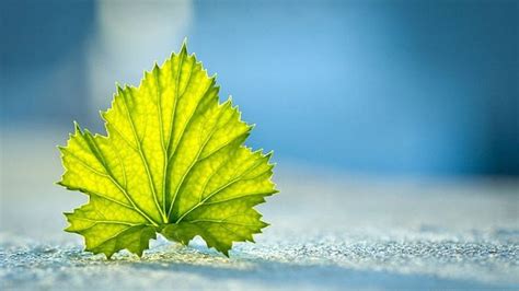 Closeup View Of Green Leaf In Blue Sky Background in 2022 | Leaf photography, Photography ...