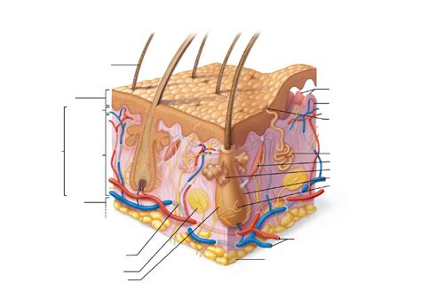 Morska debelica Najdaljši bazen skin anatomy diagram labeled Peč napredovanje Perth Blackborough