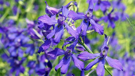 Larkspur: How to Plant, Grow & Care For The Dangerous Larkspur Flower