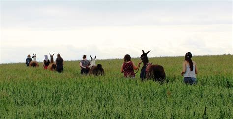 Trekking with Llamas | Catanger Llamas