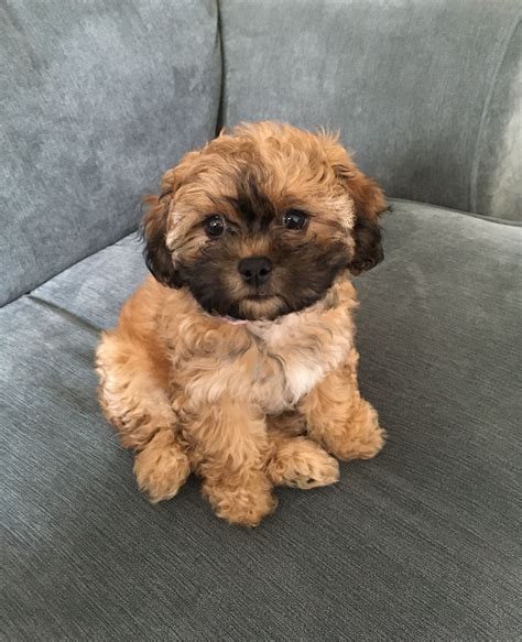 a small brown dog sitting on top of a gray couch