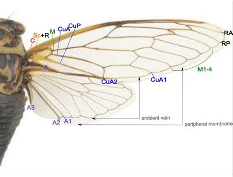 File:Cicada wing structure.png - Wikipedia