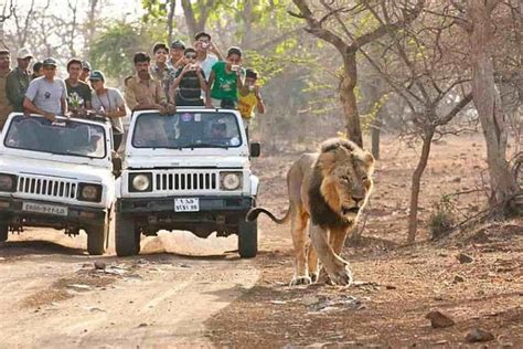 Wildlife Safari In Gir National Park 2024 - Sasan Gir