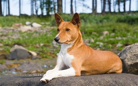 Types of Basenji Mix Dog Breed Available. Select by Knowing Their Behavior