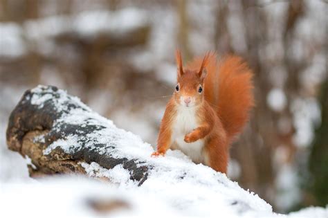 Rodent Snow Squirrel Wildlife Winter Wallpaper - Resolution:2540x1693 - ID:1161966 - wallha.com