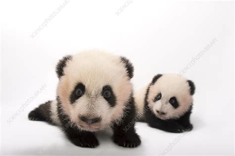 Giant panda cubs - Stock Image - C057/9864 - Science Photo Library