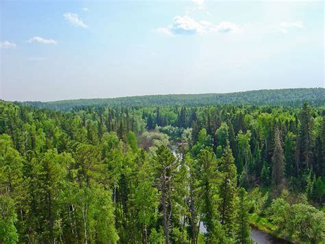 Ignoring boreal forests could speed up global warming