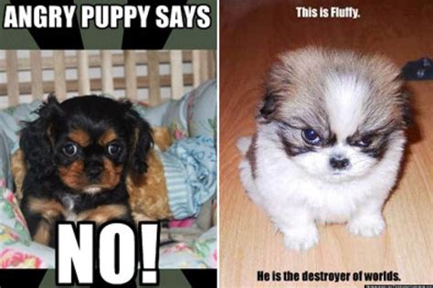 Angry puppy, Puppies, Puppy meme