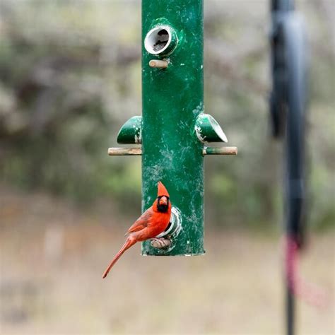 Premium Photo | Cardinal on a bird feeder