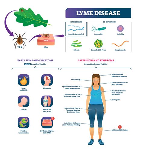 What are the symptoms of Lyme disease? - AONM Health Hub