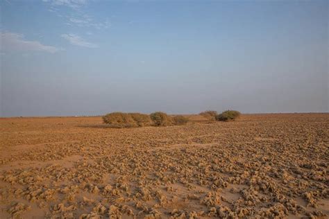 Birds of Saudi Arabia: The Arabian Gazelle – Farasan Islands