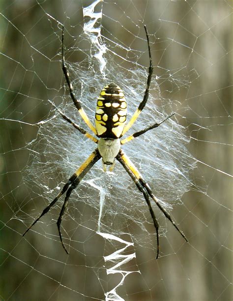 among nature: The Distinguished Golden Orb Weaver!