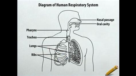 How to draw the diagram of human respiratory system - YouTube