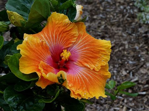 Hibiscus ‘Clapham junction’ | Brisbane Botanic Gardens Mount… | Flickr