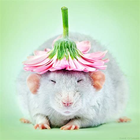 10 Reasons You Absolutely Need A Pet Rat